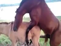 Horny mustang banging a mare